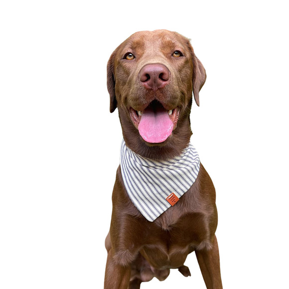 Blue Stripes Dog Bandana: The Perfect Accessory for Your Dog! Premium - Handmade - Picture 1 of 10